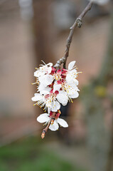Blooming apricot branch in the spring garden. Growing apricot. Gardening.