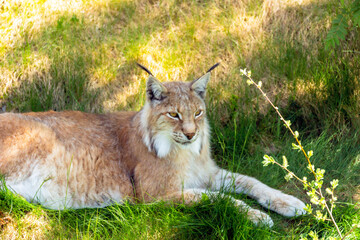 Animal wildlife portrait of a eurasian lynx lynx outdoors in the wilderness. Big cats and endangered species concept.