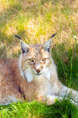 Animal wildlife portrait of a eurasian lynx lynx outdoors in the wilderness. Big cats and endangered species concept.