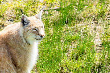 Animal wildlife portrait of a eurasian lynx lynx outdoors in the wilderness. Big cats and endangered species concept.