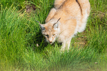 Fototapeta na wymiar Animal wildlife portrait of a eurasian lynx lynx outdoors in the wilderness. Big cats and endangered species concept.