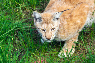 Naklejka na ściany i meble Animal wildlife portrait of a eurasian lynx lynx outdoors in the wilderness. Big cats and endangered species concept.