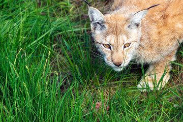 Naklejka na ściany i meble Animal wildlife portrait of a eurasian lynx lynx outdoors in the wilderness. Big cats and endangered species concept.