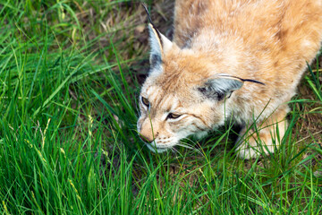 Obraz premium Animal wildlife portrait of a eurasian lynx lynx outdoors in the wilderness. Big cats and endangered species concept.
