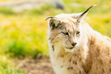 Eurasian lynx lynx portrait outdoors in the wilderness. Endangered species and animal photography concept.