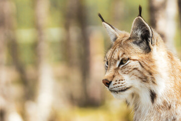 Eurasian lynx lynx portrait outdoors in the wilderness. Endangered species and animal photography concept.