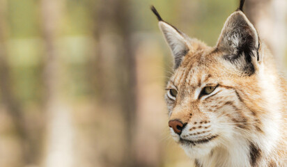 Eurasian lynx lynx portrait outdoors in the wilderness. Endangered species and animal photography concept.