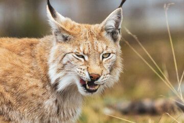 Fototapeta premium Eurasian lynx lynx portrait outdoors in the wilderness. Endangered species and animal photography concept.