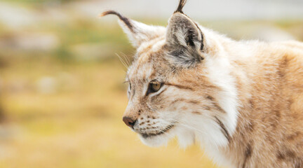 Obraz premium Eurasian lynx lynx portrait outdoors in the wilderness. Endangered species and animal photography concept.