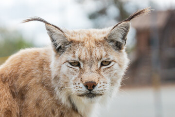 Eurasian lynx lynx portrait outdoors in the wilderness. Endangered species and animal photography concept.