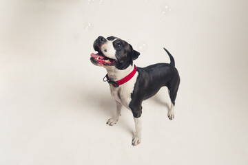 Studio shot of an adorable happy black-and-white American Staffordshire Terrier or Bulldog standing in studio over white background. High quality photo