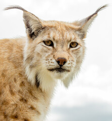 Obraz premium Eurasian lynx lynx portrait outdoors in the wilderness. Endangered species and animal photography concept.