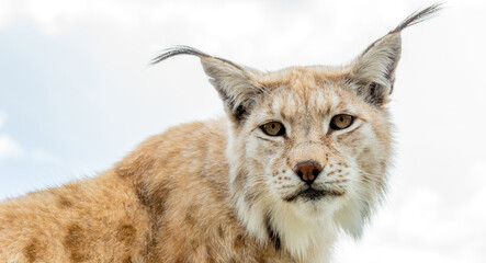 Eurasian lynx lynx portrait outdoors in the wilderness. Endangered species and animal photography concept.