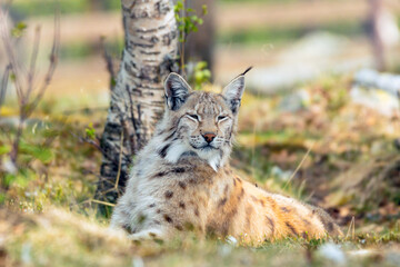 Eurasian lynx lynx portrait outdoors in the wilderness. Endangered species and animal photography concept.