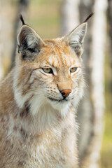 Eurasian lynx lynx portrait outdoors in the wilderness. Endangered species and animal photography concept.