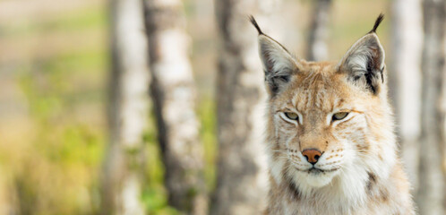 Fototapeta premium Eurasian lynx lynx portrait outdoors in the wilderness. Endangered species and animal photography concept.