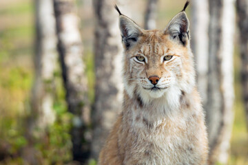 Fototapeta premium Eurasian lynx lynx portrait outdoors in the wilderness. Endangered species and animal photography concept.