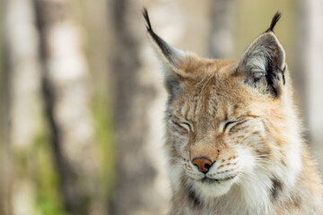 Eurasian lynx lynx portrait outdoors in the wilderness. Endangered species and animal photography concept.