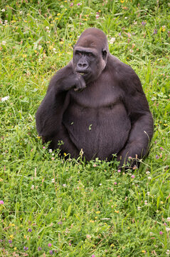 Gorila fotografiado en el parque natural de Cabárceno