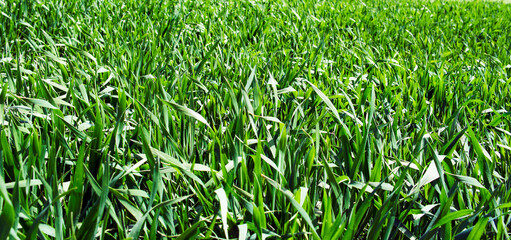 Close-up of a wheat field still green on a spring day.