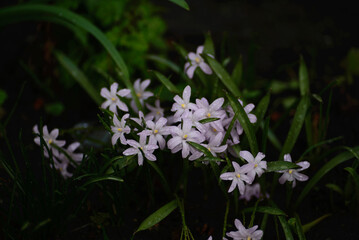 
blooming white flowers yellow flowers