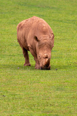 Rinoceronte, fotografiado en condiciones controladas
