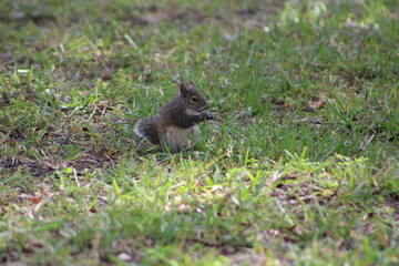 Brown Fluffy Squirrel Eating Nut  