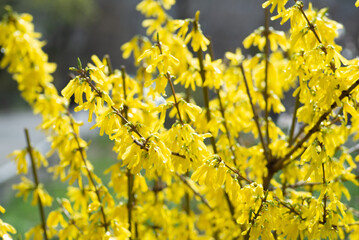 European forsythia yellow flowers forsythia bushes, or forsythia (found in Soviet dictionaries: fortisia) is a genus of shrubs and small trees of the Olive family.