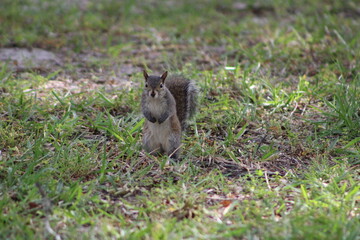 Brown Fluffy Squirrel Eating Nut  