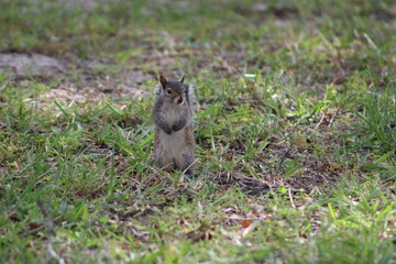 Brown Fluffy Squirrel Eating Nut  