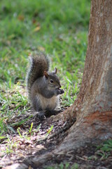Brown Fluffy Squirrel Eating Nut  
