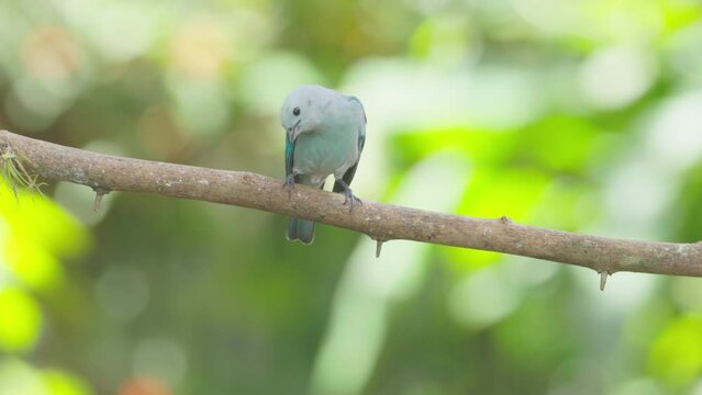 a high frame rate front view clip of a blue-gray tanager on a perch in a garden at sarapiqui of costa rica