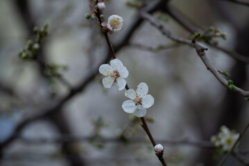 
apricot flowers bloom spring white flowers