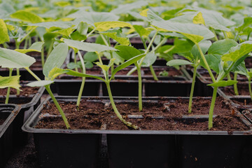Tomato seedings is growing in plastic pots. Green plants growing in a greenhouse