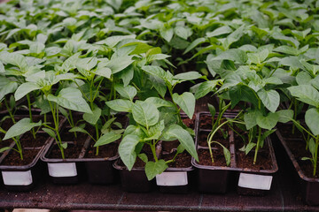 Fototapeta na wymiar Pepper is growing in plastic pots. Green plants growing in a greenhouse