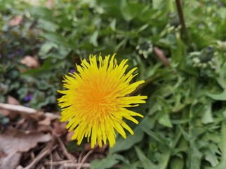 A dandelion in the middle of the green