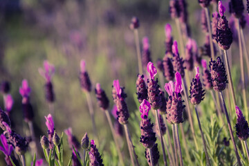 Lavender in wild flower. Aromatic plants. Selective focus. Copy space.