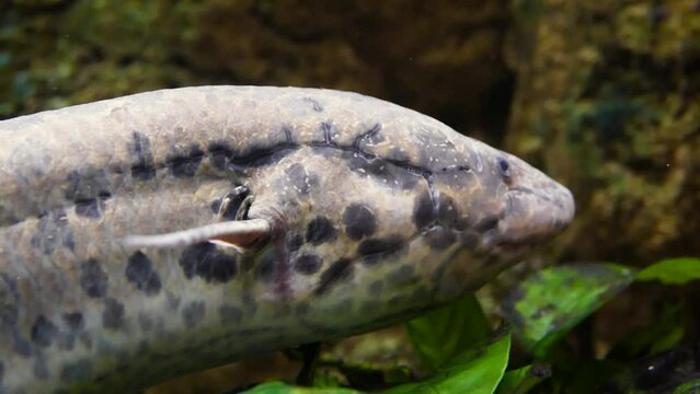 West African lungfish (Protopterus annectens) resting, close-up