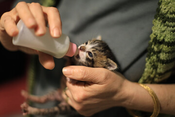 Newborn cats being bottle-fed by humans