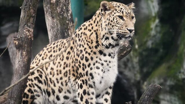 Amur leopard (Panthera pardus orientalis) in captivity