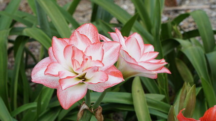 Obraz premium 二輪の花