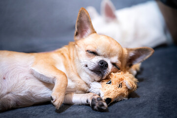 Pies rasy chihuahua śpi na swojej zabawce  - obrazy, fototapety, plakaty