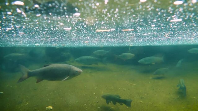 Ide (Leuciscus idus) wimming slowly in the cold water near the surface with various other fish