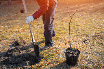 planting new trees with gardening tools or man with shovel digging ground