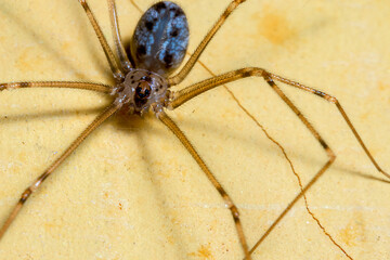 a household spider on the top of a yellow wall