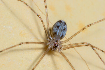 a household spider on the top of a yellow wall