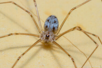 a household spider on the top of a yellow wall