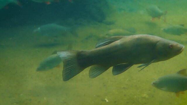 Tench (Tinca tinca) fish underwater, swimming slowly in the cold water