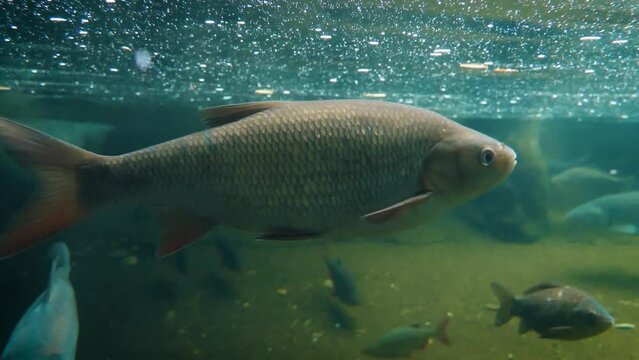Ide (Leuciscus idus) swimming slowly in the cold water with other fish