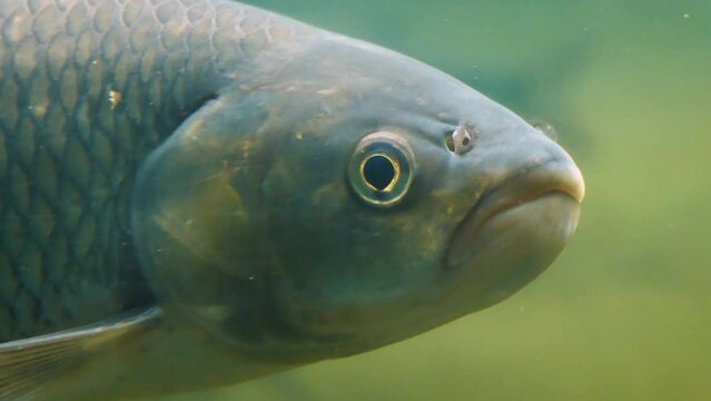 Common chub (Squalius cephalus), close-up underwater, fish swimming slowly in the cold water